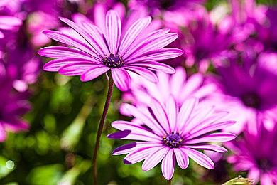 《双人成行》或将移植登陆任天堂Switch